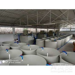 貴州循環(huán)水養(yǎng)殖項目 工廠化水循環(huán)系統(tǒng)推動高密度養(yǎng)魚養(yǎng)蝦發(fā)展