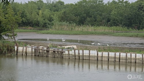 崇明河堤漏洞半年未修，魚塘主痛失水產(chǎn)品 一場持續(xù)半年的“泄洪記”