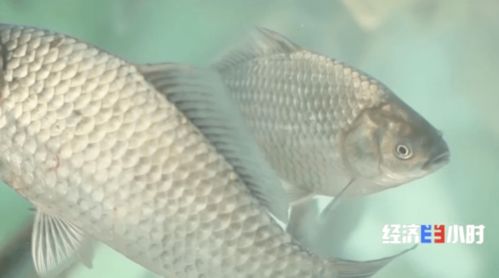 魚價飆升背后 供需失衡下的水產(chǎn)養(yǎng)殖行業(yè)觀察