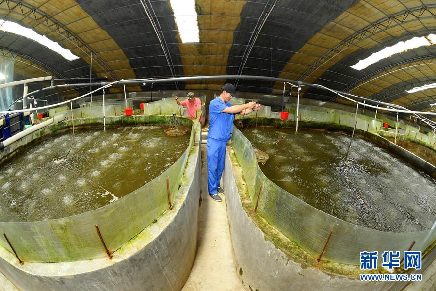 河北樂亭 向海圖強，以特色養(yǎng)殖譜寫藍色經(jīng)濟新篇章