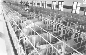 從養(yǎng)豬工廠到水產(chǎn)養(yǎng)殖 順德太平瘦肉型豬場與1989年水產(chǎn)品養(yǎng)殖的聯(lián)動探索