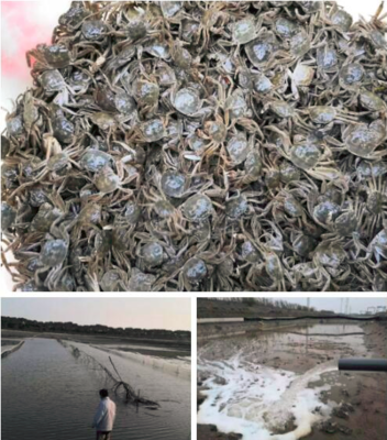 羅涇鎮(zhèn)水產(chǎn)生產(chǎn)有序恢復(fù)，大閘蟹投苗量達40萬只