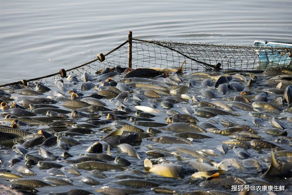遼寧省全面推進水域灘涂規劃編制，助力水產養殖業高質量發展